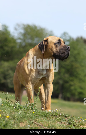 Hund Boerboel / Boerbull / South African Mastiff Erwachsenen stehen Stockfoto