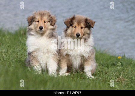 Rough Collie Hund / schottischer Collie zwei Welpen (Zobel-weiß) sitzen auf einer Wiese Stockfoto