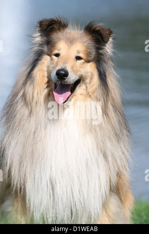 Rough Collie Hund / schottischer Collie Erwachsenen Porträt Stockfoto