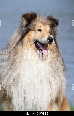 Rough Collie Hund / schottischer Collie Erwachsenen Porträt Stockfoto