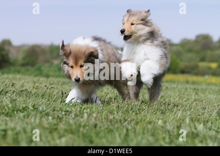 Rough Collie Hund / schottischer Collie zwei Welpen (Zobel-weiß) laufen auf einer Wiese Stockfoto