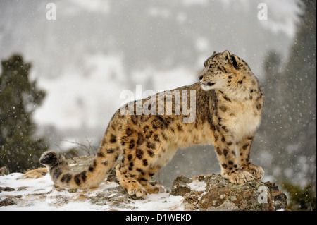 Snow Leopard (Panthera Uncia uncia uncia oder), Captive angehoben Muster, Bozeman, Montana, USA Stockfoto