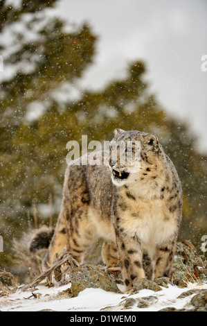Snow Leopard (Panthera Uncia uncia uncia oder), Captive angehoben Muster, Bozeman, Montana, USA Stockfoto