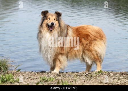 Rough Collie Hund / schottischer Collie Erwachsenen stehen (Zobel-weiß) Stockfoto