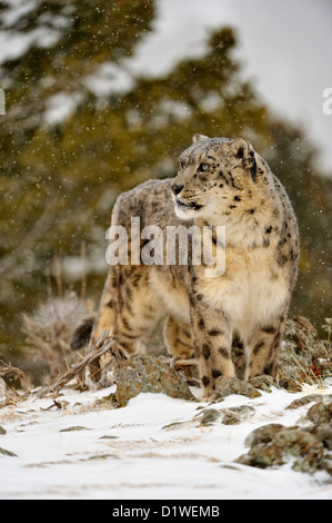 Snow Leopard (Panthera Uncia uncia uncia oder), Captive angehoben Muster, Bozeman, Montana, USA Stockfoto
