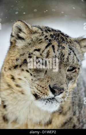 Snow Leopard (Panthera Uncia uncia uncia oder), Captive angehoben Muster, Bozeman, Montana, USA Stockfoto