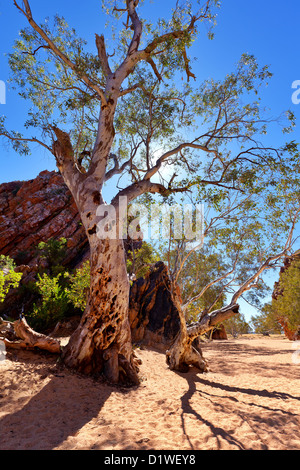 Jessie Lücke in Zentral-Australien Stockfoto