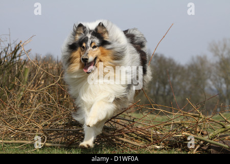 Rough Collie Hund / schottischer Collie Erwachsenen (blue Merle) ein Hindernis springen Stockfoto