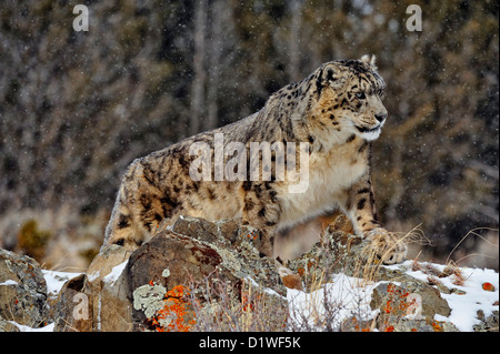 Snow Leopard (Panthera Uncia uncia uncia oder), Captive angehoben Muster, Bozeman, Montana, USA Stockfoto
