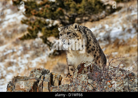 Snow Leopard (Panthera Uncia uncia uncia oder), Captive angehoben Muster, Bozeman, Montana, USA Stockfoto