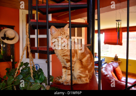 Schönes Hauskatze sitzt auf der Treppe Stockfoto