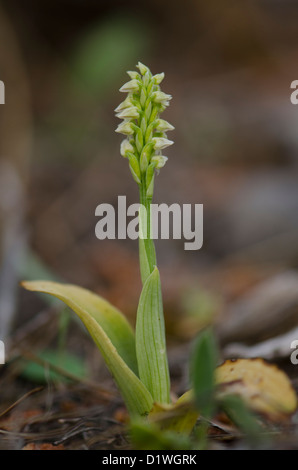 Dense blühenden Orchidee, Neotinea Maculata, wilde Orchidee in Andalusien, Südspanien. Stockfoto