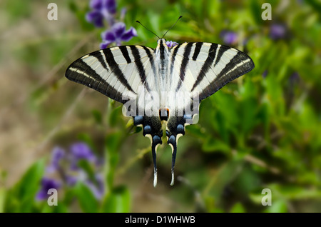 Südliche seltene Schwalbenschwanzflosse, Iphiclides feisthamelii Schmetterling, Andalusien, Spanien. Stockfoto