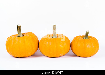 Cucurbita. Drei Mini-Kürbisse 'Jack be Little' vor einem weißen Hintergrund. Stockfoto