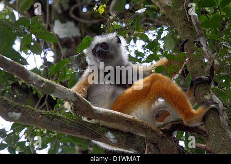 Matrizengeformte Sifaka in Baumkronen der Baum im Wald in Madagaskar Stockfoto
