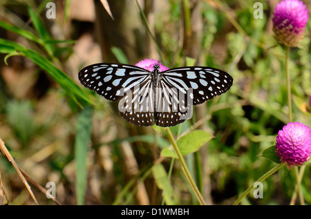 Pale Blue Tiger-Schmetterling (Tirumala Limniace) auf Blume in der Nähe der Straße-Schiene Stockfoto