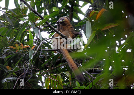 Golden Bambus Lemur Fütterung in Baumkronen des Bambus Baum im Wald in Madagaskar Stockfoto