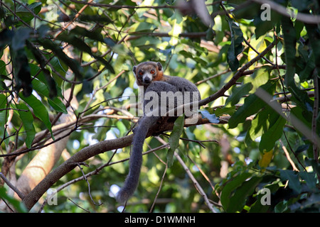 Mungo Lemur in Baumkronen in Madagaskar Stockfoto