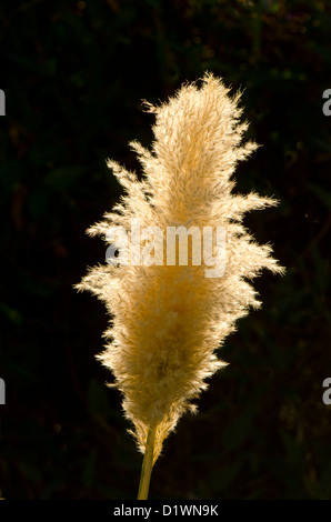 Pampa Rasen gegen die Sonne Stockfoto