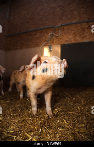 Oxford sandig und schwarzen Ferkel in weening Stifte Stockfoto