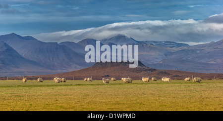 Schafe weiden, Krater Snaefellsnes Halbinsel, IcelandEldborg im Hintergrund. Stockfoto