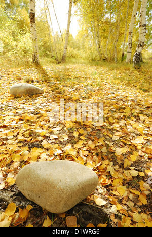 Herbst tief Holz gefallener Urlaub mit Natur Steinen umgeben von Bäumen in helle goldgelbe Farbe. Stockfoto