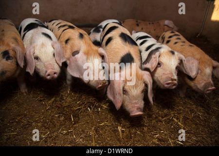 Oxford sandig und schwarzen Ferkel in weening Stifte Stockfoto