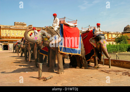 Elefanten mit ihren Mahouts in Jaleb Chowk im Amber Fort in Jaipur, Rajasthan, Indien eingerichtet. Stockfoto