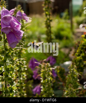 Bufftail Hummel im Flug auf Fingerhut in Zonen aufgeteilt. Stockfoto