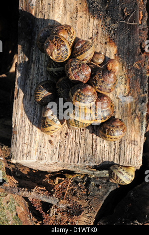 Garten Schnecken, Helix Aspersa, aufgedeckt in einem Protokoll-Stapel. Winter. Stockfoto