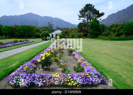 Lila Frühlingsblumen in Franschhoek, Südafrika Stockfoto