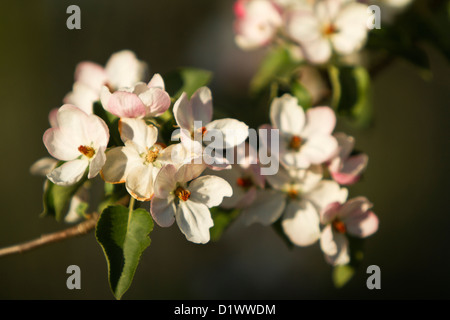 Apple Blossom Blumen (Malus) Stockfoto