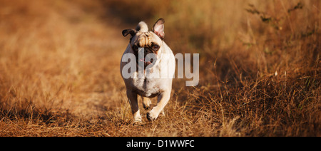 Mops Hund heraus für einen Spaziergang in einer natürlichen Umgebung. Stockfoto