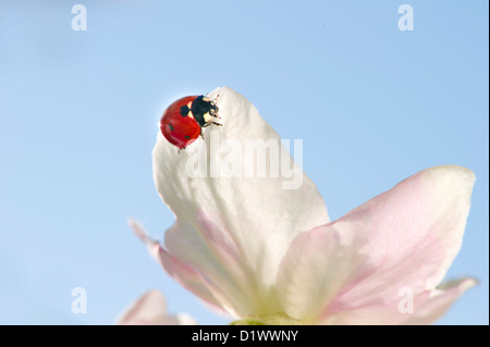 Nahaufnahme von einem Marienkäfer sitzt auf einer Apfelblüte. Stockfoto