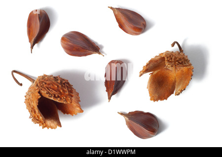 Gemeinsamen Bucheckern Stockfoto