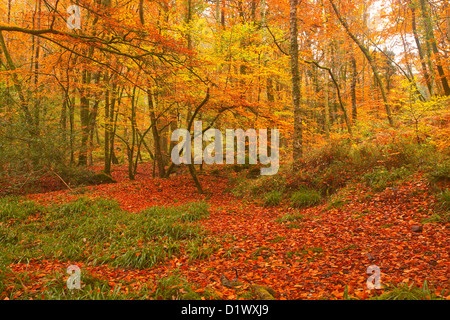 Goldene Farben in den Wäldern rund um den Fluß Teign und Fingle Bridge in Dartmoor. Stockfoto