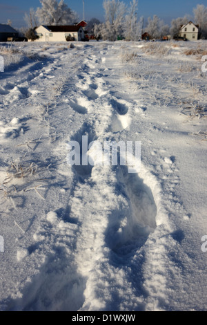 frische Spuren kreuzen tief Schnee im Feld in Richtung der kleinen ländlichen Dorf vergessen Saskatchewan Kanada Stockfoto