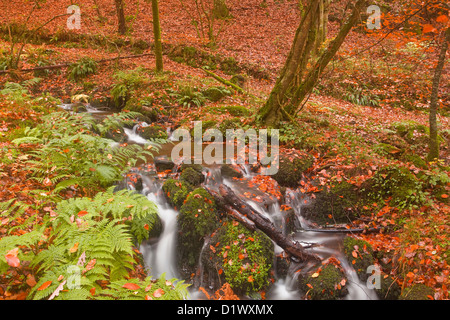 Ein kleiner Bach im Wald in der Nähe von Fingle Bridge. Stockfoto