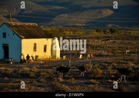 Landarbeiter Ferienhaus in der kleinen Karoo mit Straußen im Vordergrund. In der Nähe von Oudtshoorn, Südafrika Stockfoto