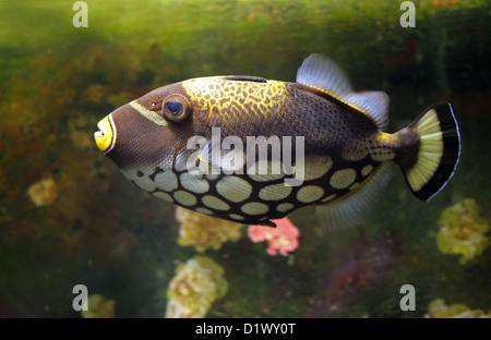 Clown Drückerfisch oder Leopard Fisch, Balistoides conspicillum, Balistidae, Tetraodontiformes. Indischer Ozean Stockfoto