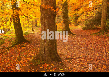 Goldene Farben in den Wäldern rund um den Fluß Teign und Fingle Bridge in Dartmoor. Stockfoto