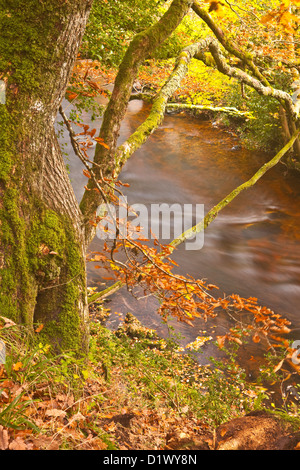 Goldene Farben in den Wäldern rund um den Fluß Teign und Fingle Bridge in Dartmoor. Stockfoto