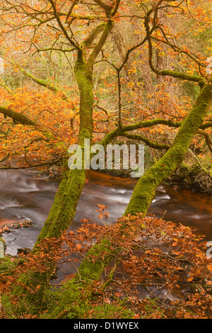 Goldene Farben in den Wäldern rund um den Fluß Teign und Fingle Bridge in Dartmoor. Stockfoto