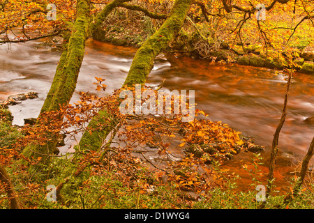 Goldene Farben in den Wäldern rund um den Fluß Teign und Fingle Bridge in Dartmoor. Stockfoto