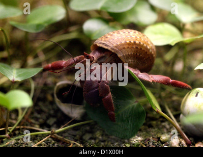 Karibik-Einsiedlerkrebs, Coenobita Clypeatus, Coenobitidae, Arthropoda, Crustacea, Decapoda. West-Atlantik und West Indies. Stockfoto