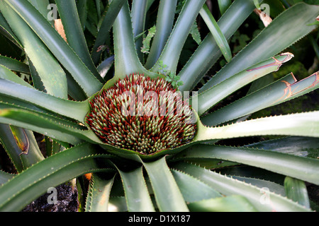 Bromelie, Wittrockia Superba, Bromeliaceae. Mittel- und Süd-Amerika. Stockfoto