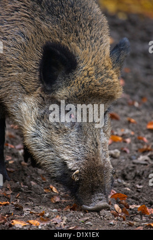 Nahaufnahme vom Wildschwein (Sus Scrofa) ausgraben Nahrung im Boden mit der Schnauze im Wald in den belgischen Ardennen, Belgien Stockfoto