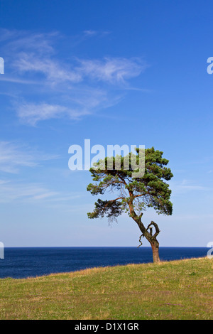 Föhren / Norwegen Kiefer (Pinus Sylvestris), einsame Baum nahe dem Meer von Haväng, Skåne, Schweden, Scandinavia Stockfoto