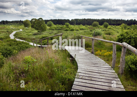 Kurvenreiche Holzsteg im Moor am hohen Venn / Hautes Fagnes Naturschutzgebiet in den belgischen Ardennen, Belgien Stockfoto