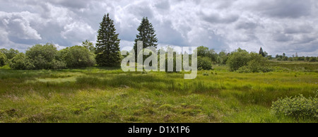 Moor im hohen Venn / Hautes Fagnes Naturschutzgebiet in den belgischen Ardennen, Belgien Stockfoto